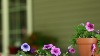 Raised Garden